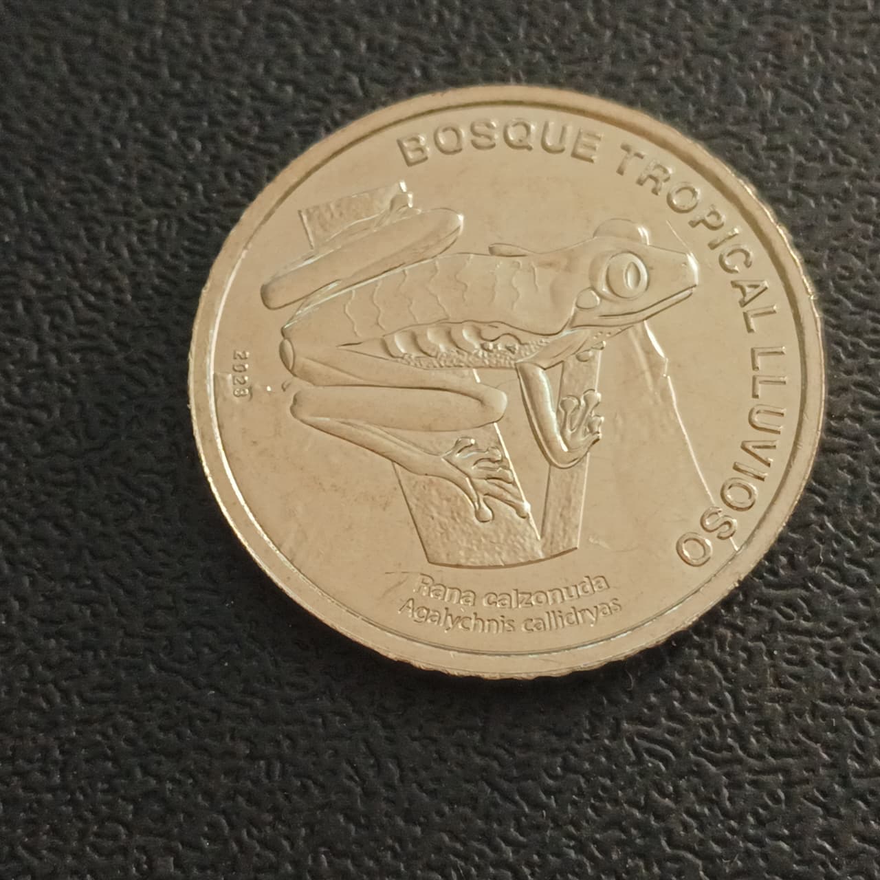 50 Colones (Red-eyed tree frog) 2023 UNC - Costa Rica